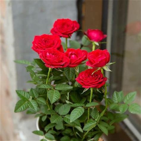 玫瑰花種植方法 客廳燈光顏色